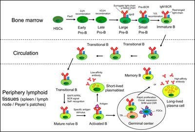 Frontiers | Hypoxia And Hypoxia-inducible Factor Signals Regulate The ...